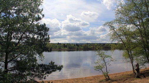 Pond in summer surrounded by trees and a sandy area.